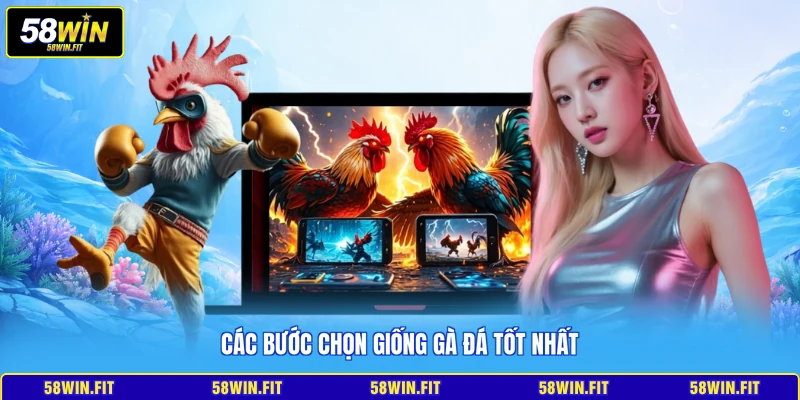 Các bước chọn giống gà đá tốt nhất