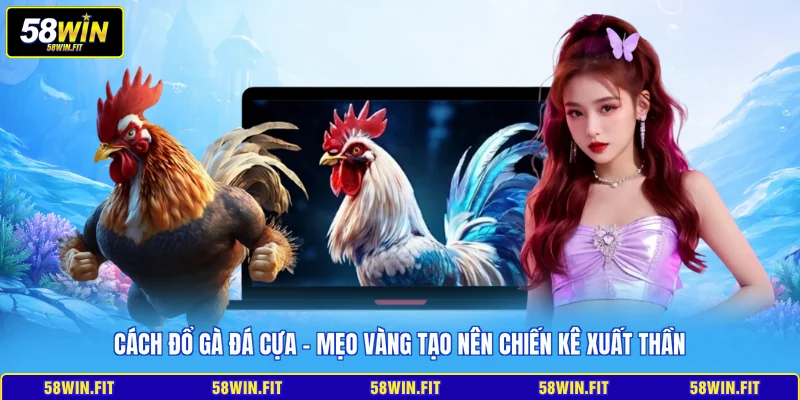 cách đổ gà đá cựa