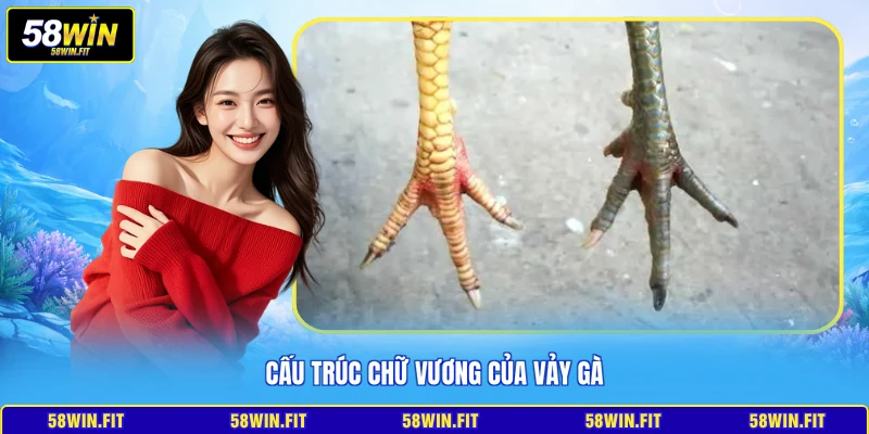 Cấu trúc chữ vương của vảy gà