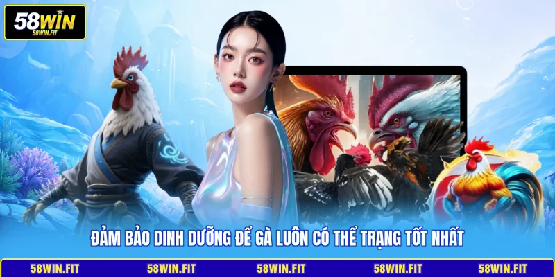 Đảm bảo dinh dưỡng để gà luôn có thể trạng tốt nhất