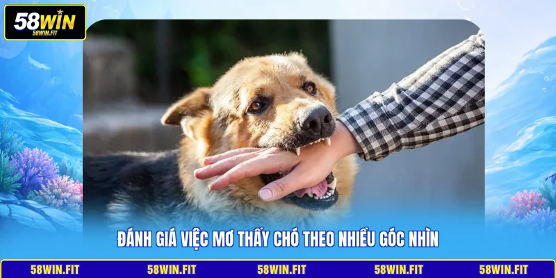 Đánh giá việc mơ thấy chó theo nhiều góc nhìn