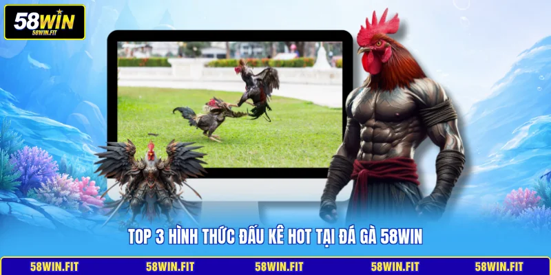 Top 3 hình thức đấu kê hot tại đá gà 58win