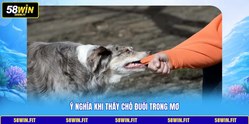 Ý nghĩa khi thấy chó đuổi trong mơ